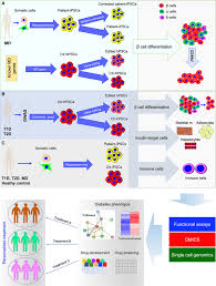 Modeling Different Types Of Diabetes Using Human Pluripotent Stem Cells Springerlink