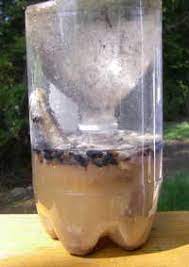 Gabriola Style Fly Trap Garden And Yard Fly Traps Garden Pests