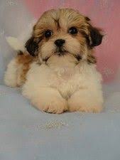 Check spelling or type a new query. Shih Tzu Bichon Puppy Teddy Bear Puppies Puppies Shichon Puppies