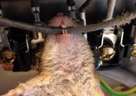 Image result for site:byggahus.se hempulare