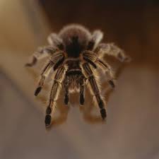 List of Spiders in Puerto Rico | Animals - mom.com