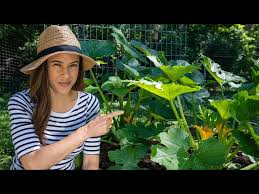 How to plant zucchini youtube. Zucchini Growing Tips I Wish I D Known Home Gardening Ep 5 Youtube