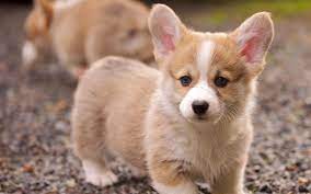 Your Blog Time Welsh Corgi Time Hora Del Corgi Gales Welsh Corgi Puppies Baby Animals Puppies