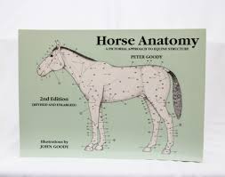 Anatomy Of Horse Chart