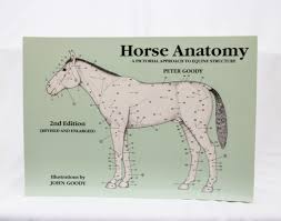 anatomy of horse chart