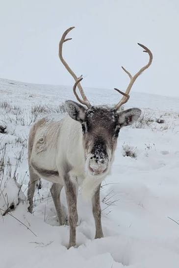 What a beautiful photo! We're looking forward to welcoming The Cairngorm  Reindeer Herd to our Big Christmas Weekend on December 13th & 14th. If you  don't have tickets yet, you can snap