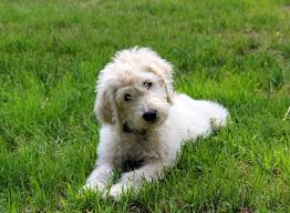 Mini Goldendoodle Full Grown Weight Goldenacresdogs Com