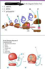 The bases upstream of the start codon aren't relevant to us once the ribosome has found the place to start from. In The Diagram Below Find 1 Mrna 2 Trna 3 Chegg Com