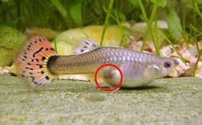 Pin By Tc Tacettin Seref On Deniz Ve Baliklar In 2020 Guppy Fish Aquarium Fish Fish Care