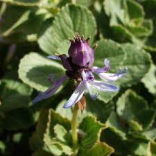 Image result for Coleus neochilus