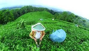 Maybe you would like to learn more about one of these? Keindahan Kebun Teh Jamus Ngawi