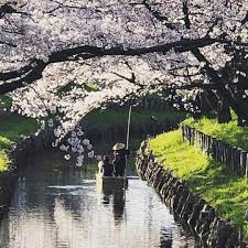 yukki s instagram profile post 桜 新河岸川 新河岸川の桜 船頭さん お嫁さんも しあわせな昼下がり 春が来た 川越 川越の春 水面に映る桜 美しい canal