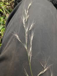 Image result for Aristida pilgeri