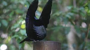 You can stop your search and come to the tor search engine. Katrin Paradise Birds Set 50 Sexyblog Cloudy Girl Pics