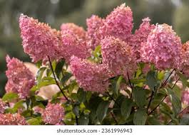Image result for hydrangea paniculata vanille fraise