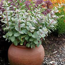 Stonecrop enjoy full sun, but will tolerate some shade. Sedum Rosetta Terra Nova Nurseries Inc