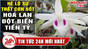 Thực tế lan đột biến (lan var) không có giá cố định, đặc biệt với những giò lan đẹp độc lạ thì giá trị của nó bao nhiêu là còn phụ thuộc vào sự thoả thuận giữa người mua và chủ vườn. Báº­t Mi Lan Ä'á»™t Biáº¿n Vi Sao Co Gia Tiá»n Tá»‰ Cáº­p Nháº­t Toan Cáº£nh Thá»‹ TrÆ°á»ng Lan Ä'á»™t Biáº¿n Nlt Youtube