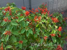 Image result for Hamelia patens