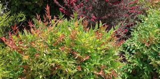 Maybe you would like to learn more about one of these? Plant Focus Nandina Domestica Its Smaller Relatives Alda Landscapes