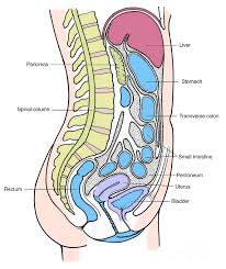 What is the internal (female) condom? Illustration Of Female Internal Organs Photograph By Science Source