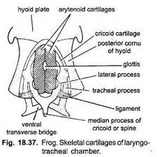 Respiratory System Of Frog With Diagram Vertebrates Chordata Zoology