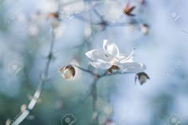 Hanging plant with little white flowers. A Lovely Little White Flowers Hanging Frome Brach Nodding Clerodendron Stock Photo Picture And Royalty Free Image Image 123619282