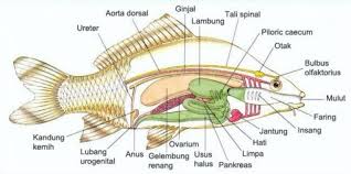Jadi menurut definisi pertama, jurnal online pada dasarnya sama dengan jurnal cetak yang hasilnya dijadikan online. Pisces Ikan Pengertian Ciri Struktur Klasifikasi Contoh