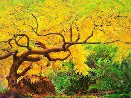 Maple Tree In Autumn Lithia Park Ashland Oregon By Don Paulson Ashland Ashland Oregon Japanese Garden
