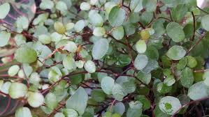 Lightly mist the plant daily, using a spray bottle filled with water. Angel Vine Wire Vine Houseplants By Studley S