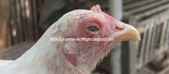 Crd Hastaligi Mycoplasmosis 2020 Hayvanlar