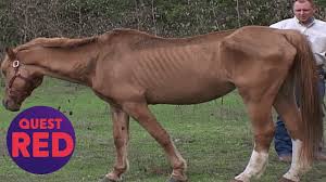 Emaciated horse screaming and writhing in mud. Houston Spca Rescues 5 Emaciated Horses Animal Cops Houston Youtube