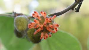 Image result for Broussonetia