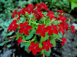 Image result for Nicotiana