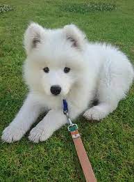 If These 302 Samoyed Photos Don T Make You Smile Nothing Will Cute Animals Samoyed Dogs Cute Baby Animals
