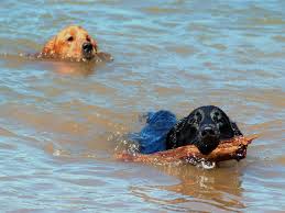 Being the pack leader is the best, most loving, caring thing you'll ever do for your dog. Why Female Dogs Hump Pethelpful