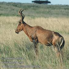 Pin By Kate Buckingham On Extinct Animals Extinct Animals Animals Wild African Wildlife