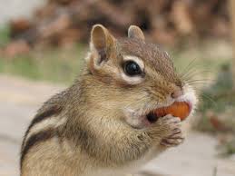 Check spelling or type a new query. Why Are We Seeing So Many Chipmunks This Year Pennlive Com
