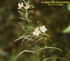 Image result for Lysimachia angustiloba