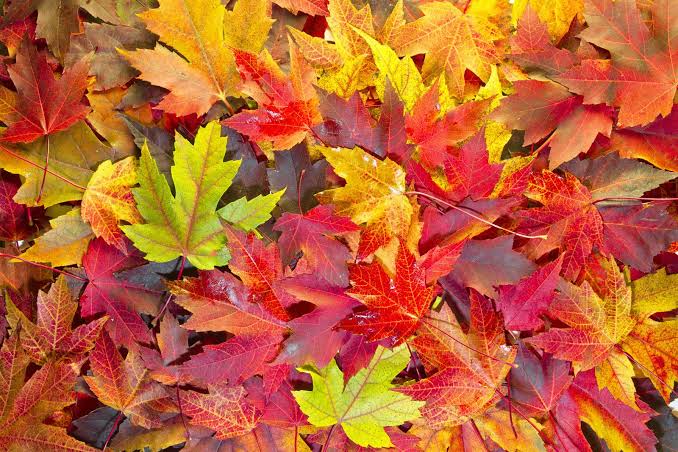 Autumn | Definition, Characteristics, & Facts | Britannica