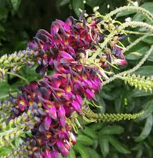 Image result for Millettia