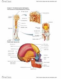 They are one of five types of bones: Hsc 211 Lecture 5 Chapter 5 The Skeletal System Labeling And Pics Oneclass