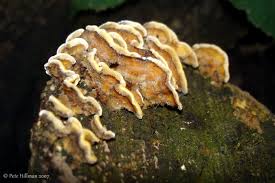 Image result for Craterostigma hirsutum