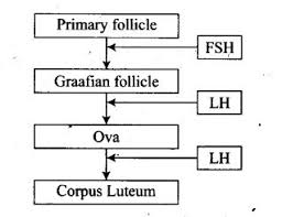 Given Below Is A Flow Chart Showing Ovarian Changes During