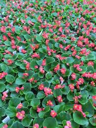 Image result for begonia semperflorens