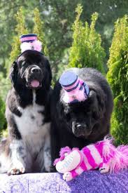 Pin On Notta Bear Newfoundland Dogs It S A Giant Dog Life