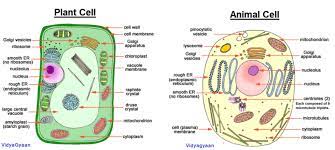 We did not find results for: Cell Structure The Structure And Function Of Cell Organelles Vidyagyaan Animal Cell Cell Organelles Plant Cell
