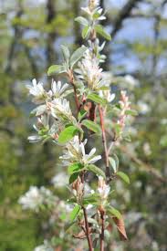 Image result for Amelanchier ovalis