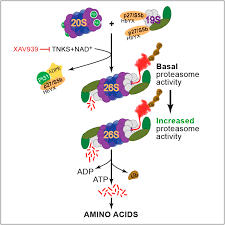 The inner nuclear membrane and the npc basket. Proteasome Regulation By Adp Ribosylation Cell