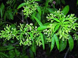 Ptelea trifoliata, albero hop, puzzolente cenere, cenere wafer piantagione. Belle Di Notte E Altri Fiori Notturni Passione In Verde