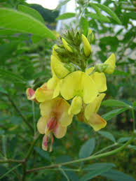 Image result for Crotalaria micans